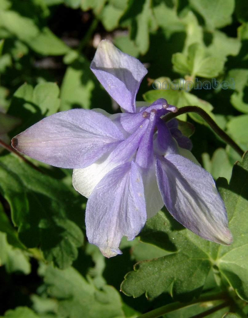 Aquileria ottonis ssp. amaliae (Heldr. ex Boiss.), OLYMPOS-4