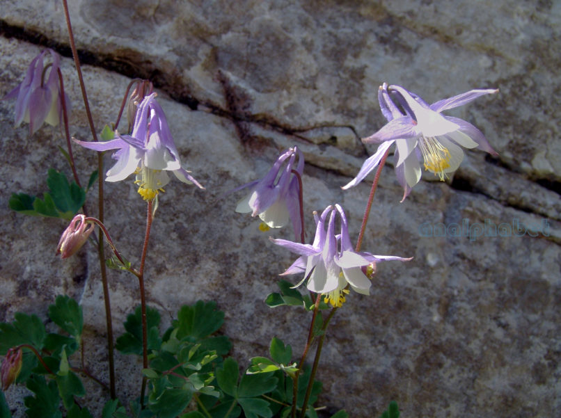 Aquileria ottonis ssp. amaliae (Heldr. ex Boiss.), OLYMPOS-5