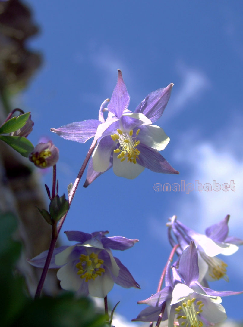 Aquileria ottonis ssp. amaliae (Heldr. ex Boiss.), OLYMPOS-6