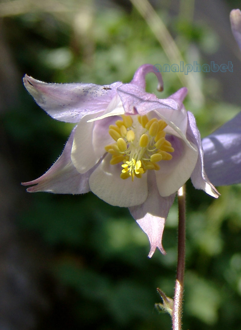 Aquileria ottonis ssp. amaliae (Heldr. ex Boiss.), OLYMPOS-7