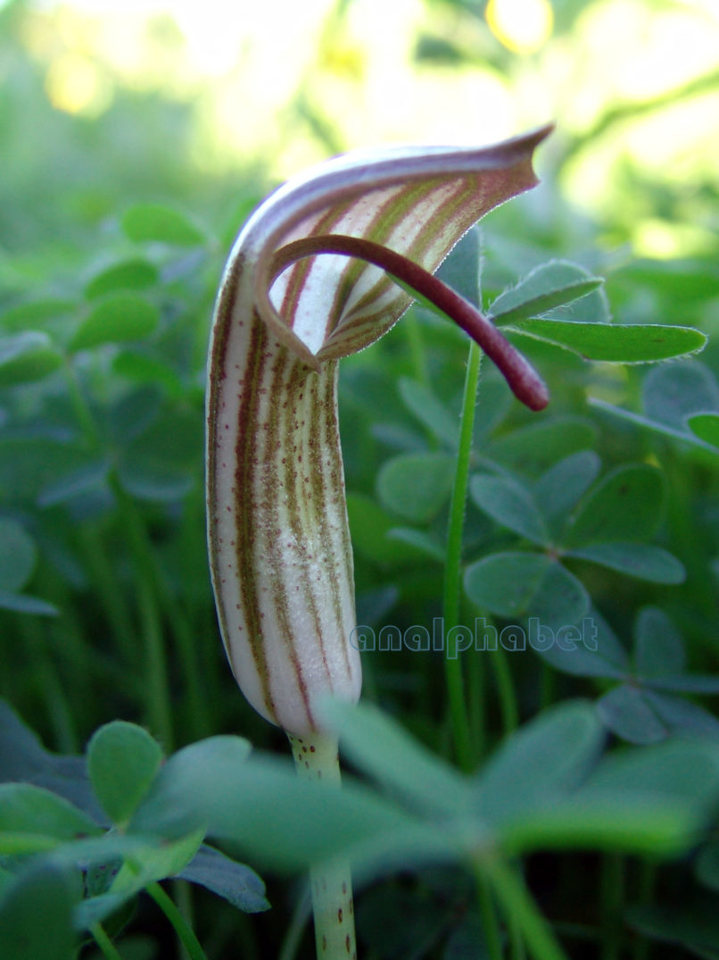Arisarum vulgare (Targ.-Tozz.), ZAKYNTHOS-SARAKINADO-1