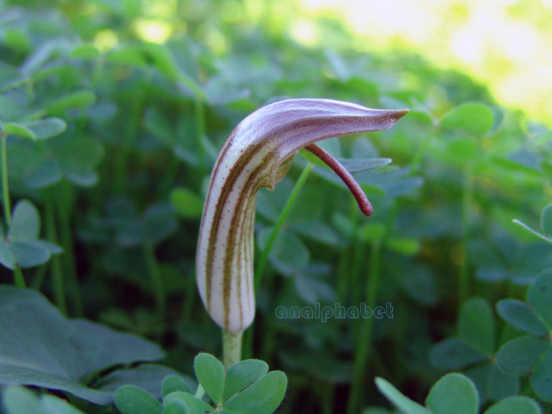 Arisarum vulgare (Targ.-Tozz.), ZAKYNTHOS-SARAKINADO-2