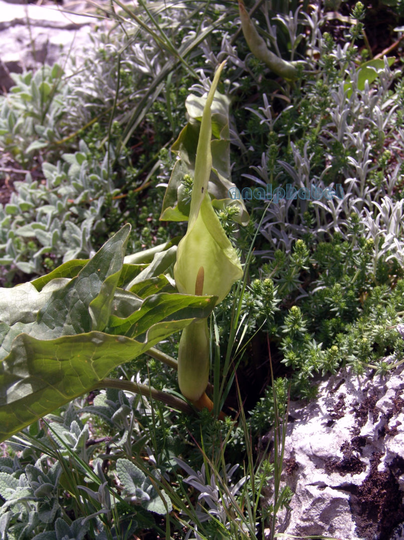 Arum alpinum (Schott & Kotschy), PARNITHA-1