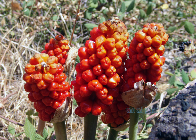 Arum alpinum (Schott & Kotschy), PARNITHA-2