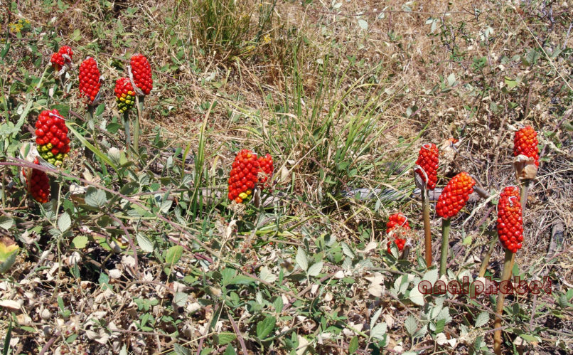 Arum alpinum (Schott & Kotschy), PARNITHA-4