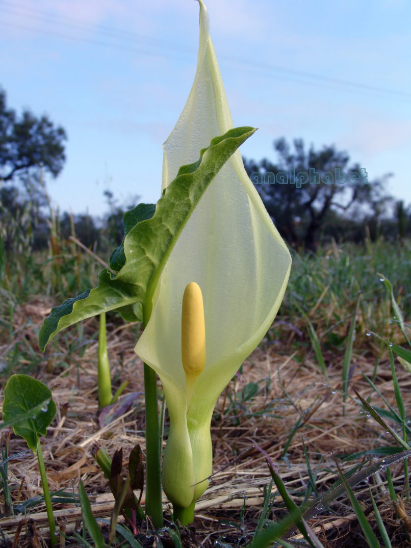 Arum italicum (Schott), ZAKYNTHOS-SARAKINADO-1