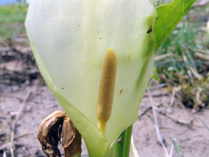 Arum italicum (Schott), ZAKYNTHOS-SARAKINADO-2