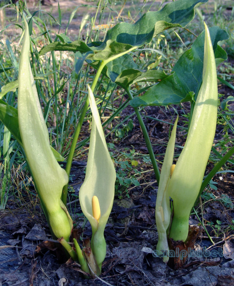 Arum italicum (Schott), ZAKYNTHOS-SARAKINADO-3