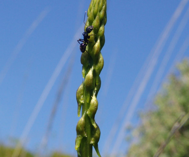 Asparagus aphyllus (L.), PARNITHA-1