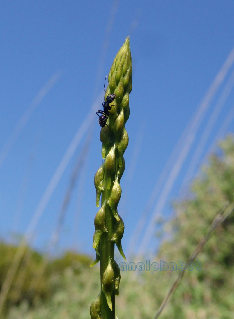 Asparagus aphyllus (L.), PARNITHA-1