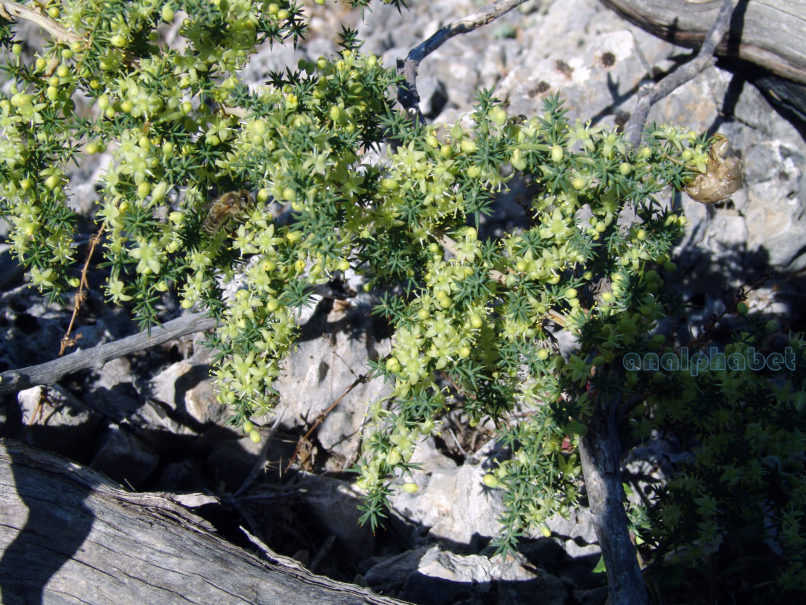 Asparagus acutifolius (L.), PARNITHA-1
