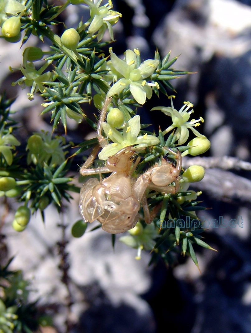 Asparagus acutifolius (L.), PARNITHA-2