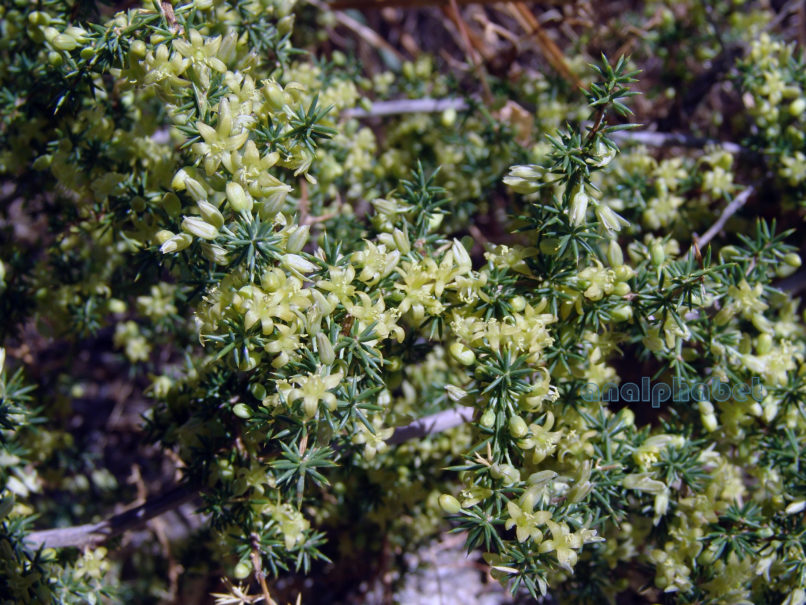 Asparagus acutifolius (L.), PARNITHA-3