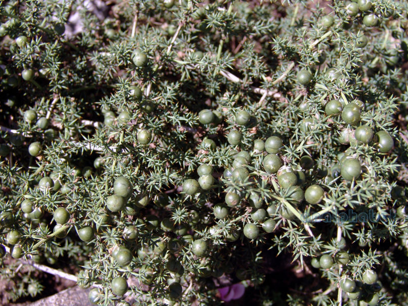 Asparagus aphyllus (L.), PARNITHA-2