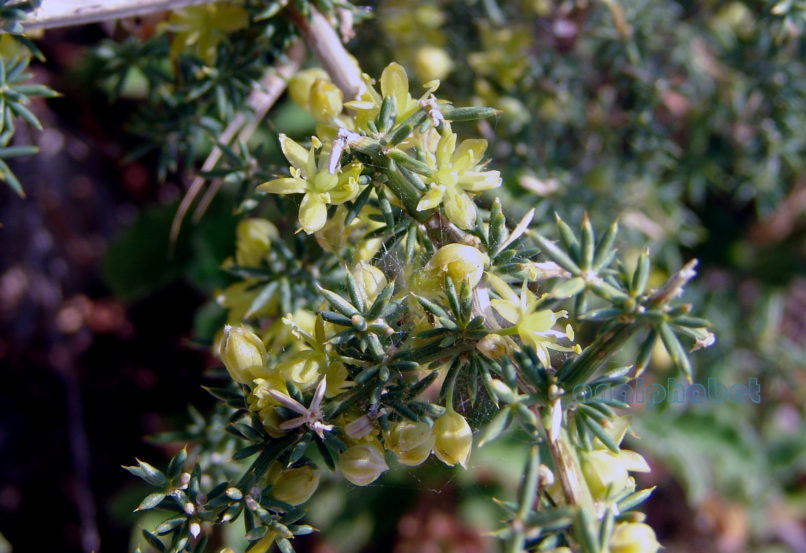 Asparagus aphyllus (L.), PARNITHA-3