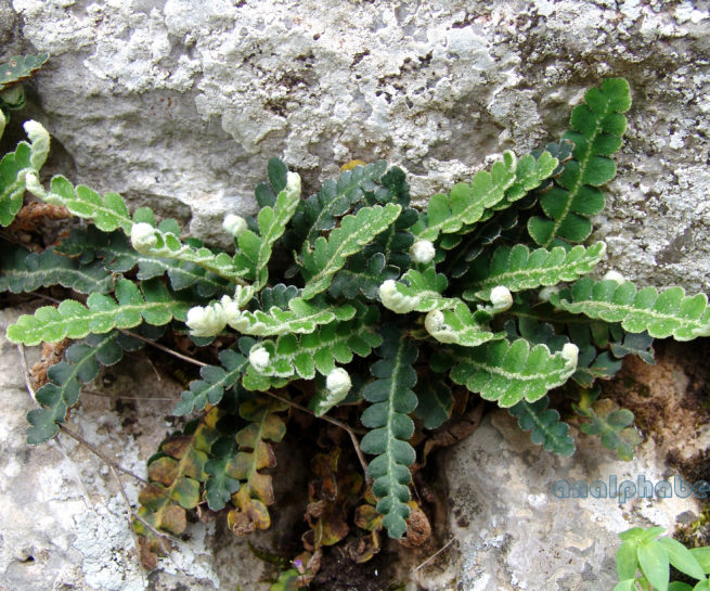 Asplenium ceterach (L.) [Ceterach officinarum (Willd.)], PARNITHA-1