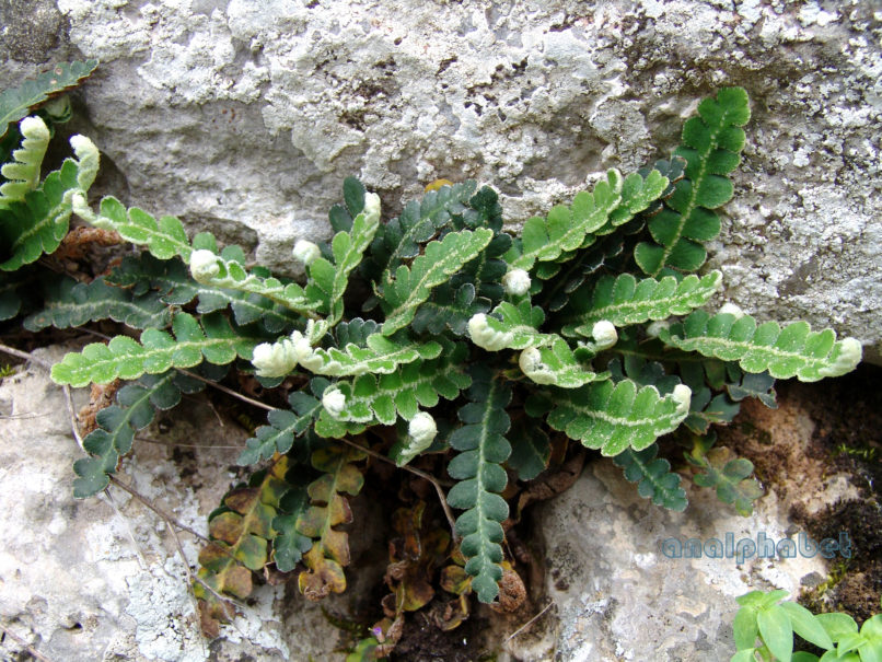 Asplenium ceterach (L.) [Ceterach officinarum (Willd.)], PARNITHA-1
