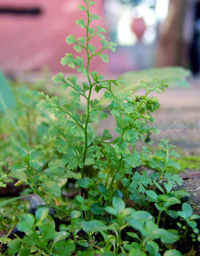 Asplenium Ruta-muraria (L.), ZAKYNTHOS-SARAKINADO-1