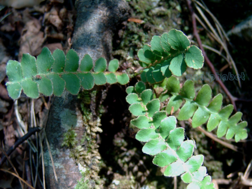 Asplenium ceterach (L.) [Ceterach officinarum (Willd.)], OLYMPOS-1