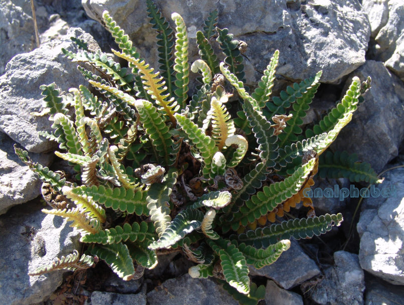 Asplenium ceterach (L.) [Ceterach officinarum (Willd.)], PARNITHA-2