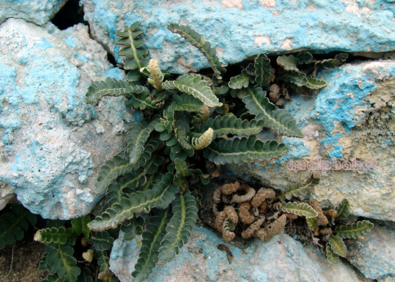 Asplenium ceterach (L.) [Ceterach officinarum (Willd.)], PARNITHA-3