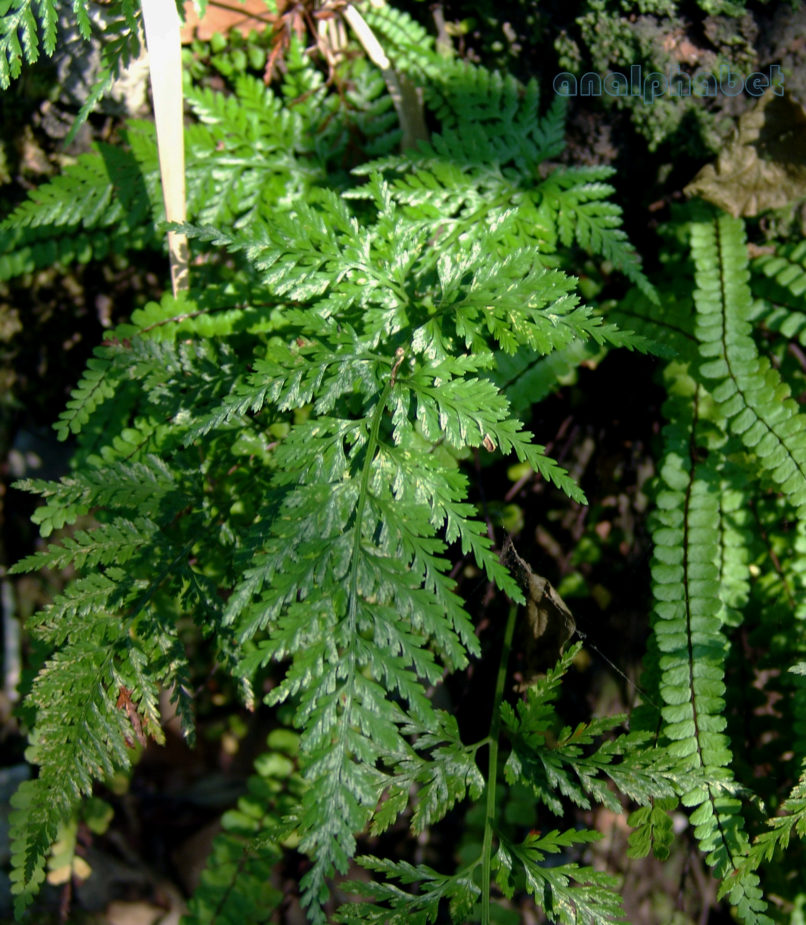 Asplenium onopteris (L.), OLYMPOS-1