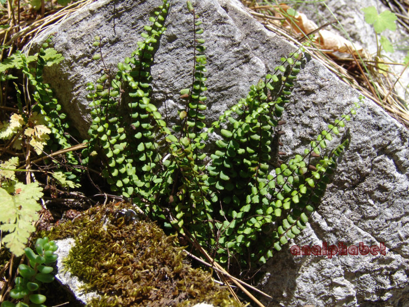 Asplenium viride (Huds.), OLYMPOS-1