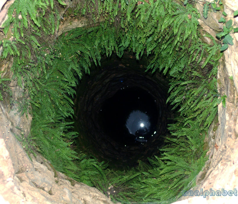 Asplenium viride (Huds.), PARNITHA-1