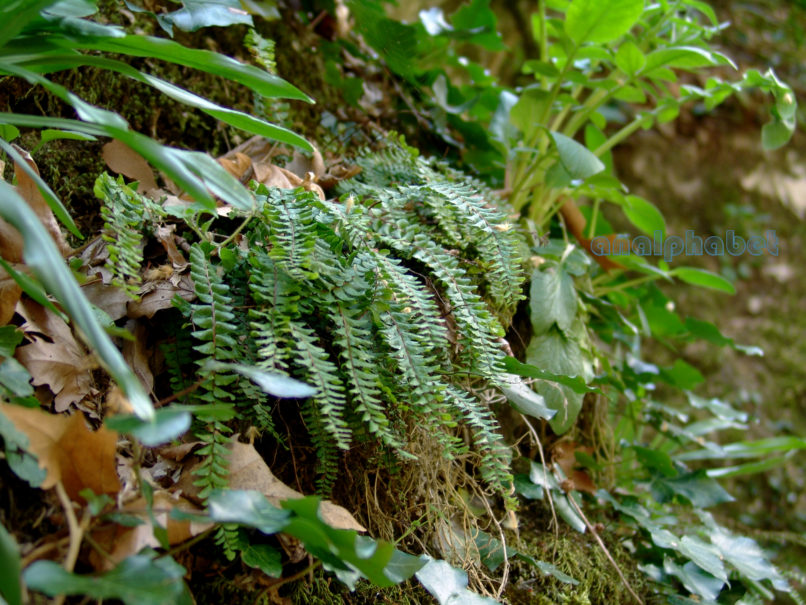 Asplenium trichomanes ssp. quadrivalens (D.E. Mey), PARNITHA-1