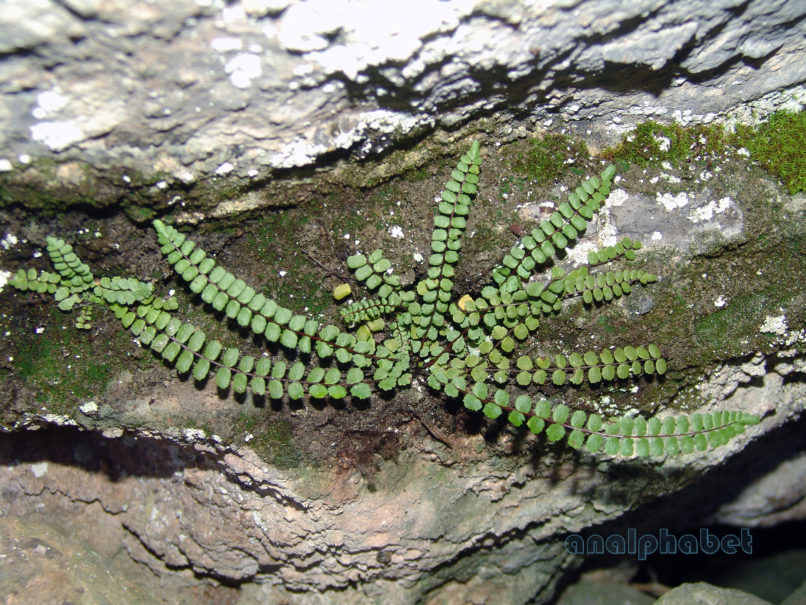 Asplenium viride (Huds.), PARNITHA-2
