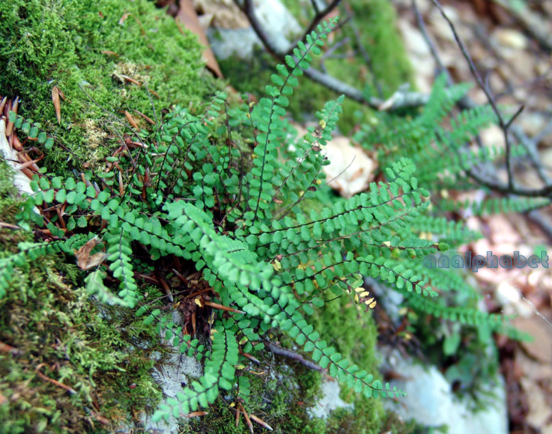 Asplenium viride (Huds.), TYMPHI-1