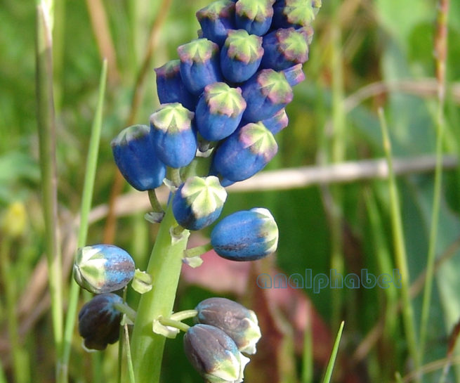 Bellevalia dubia (Guss.) [ssp. boissieri (Freyn)], ZAKYNTHOS-SARAKINADO-1