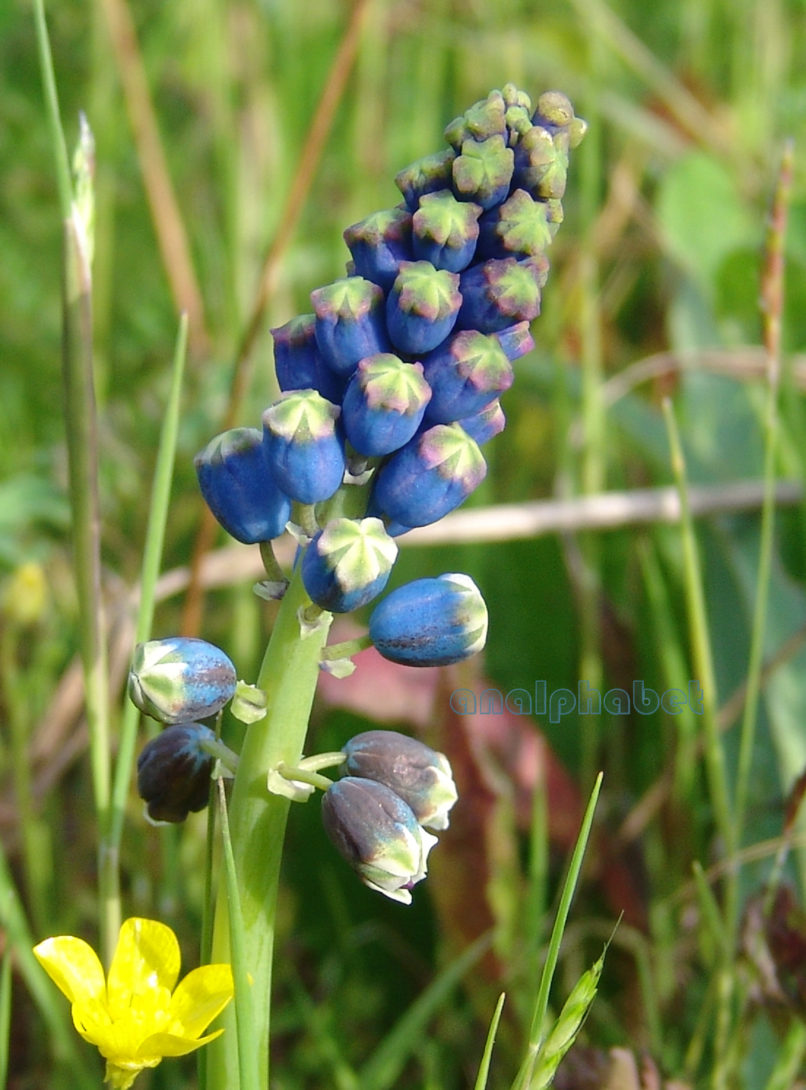 Bellevalia dubia (Guss.) [ssp. boissieri (Freyn)], ZAKYNTHOS-SARAKINADO-1