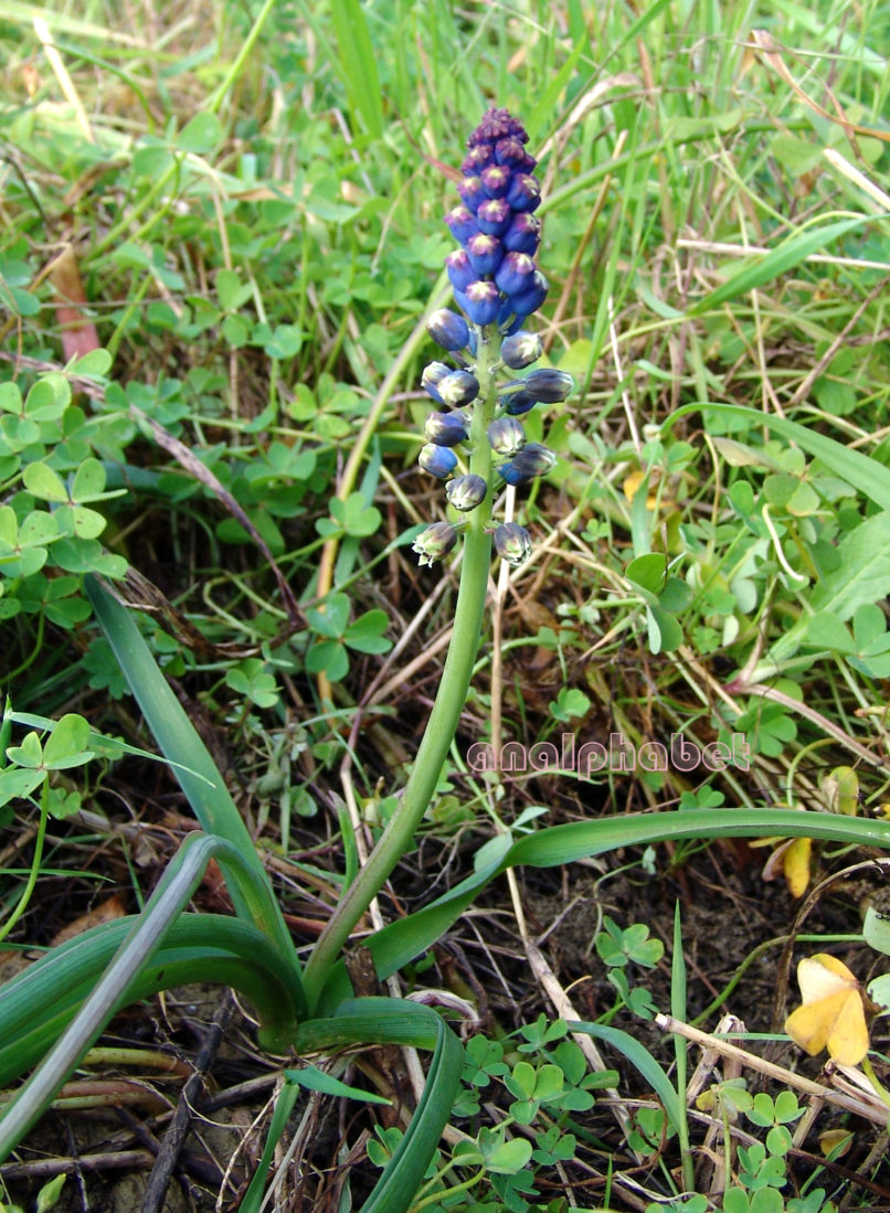 Bellevalia dubia (Guss.) [ssp. boissieri (Freyn)], ZAKYNTHOS-SARAKINADO-2