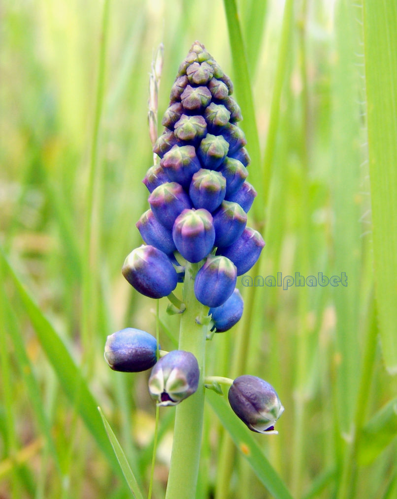 Bellevalia dubia (Guss.) [ssp. boissieri (Freyn)], ZAKYNTHOS-SARAKINADO-3