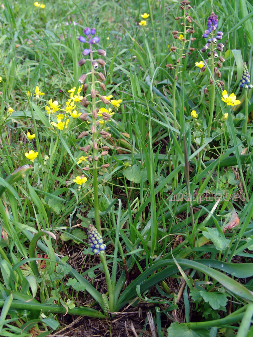 Bellevalia dubia (Guss.) [ssp. boissieri (Freyn)], ZAKYNTHOS-SARAKINADO-4