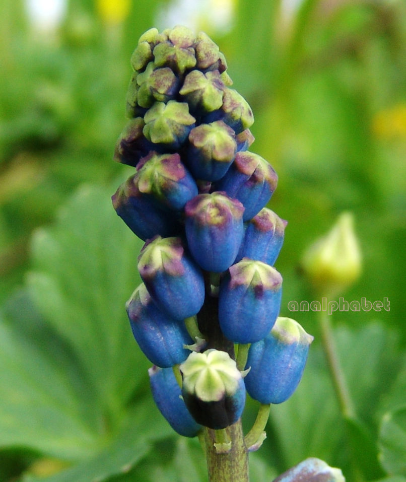 Bellevalia dubia (Guss.) [ssp. boissieri (Freyn)], ZAKYNTHOS-SARAKINADO-5