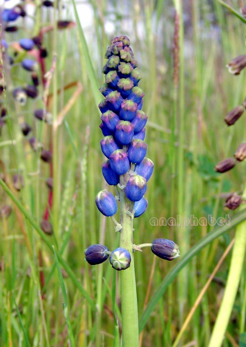 Bellevalia dubia (Guss.) [ssp. boissieri (Freyn)], ZAKYNTHOS-SARAKINADO-7