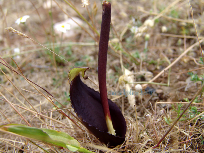 Biarum rhopalospadix (K. Koch), TAYGETOS-1
