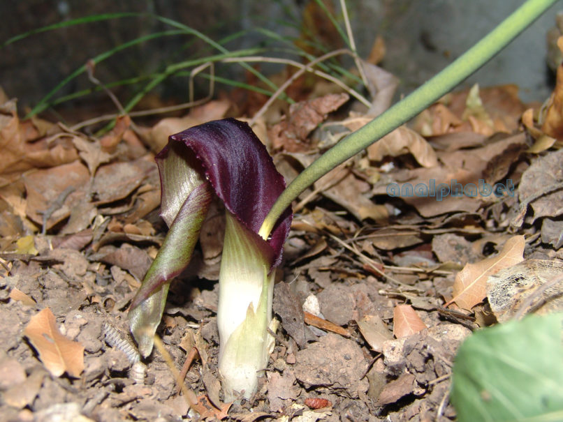 Biarum tenuifolium (Schott), PARNITHA-2