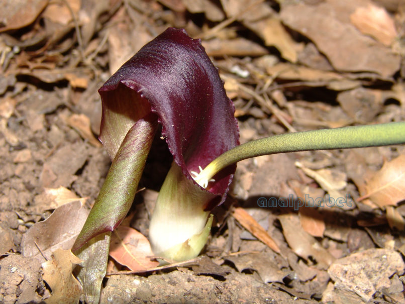 Biarum tenuifolium (Schott), PARNITHA-3