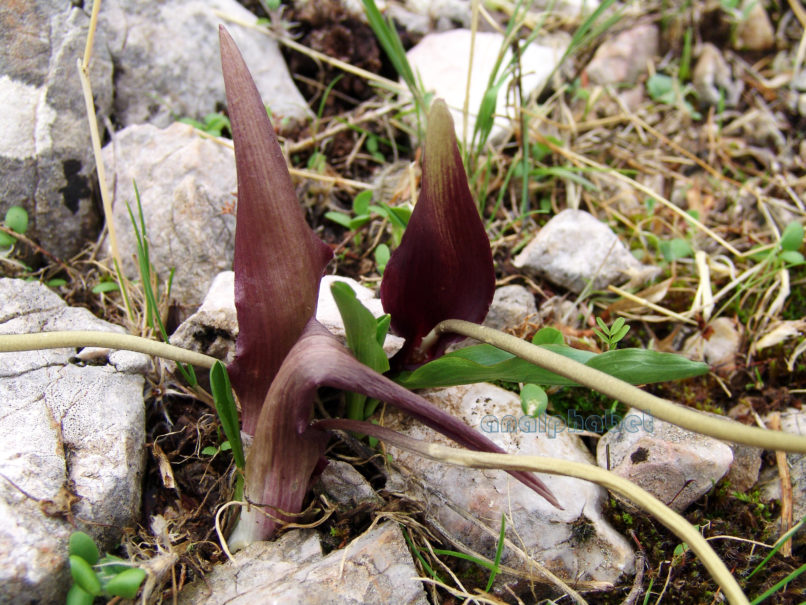 Biarum tenuifolium (Schott), PARNITHA-4