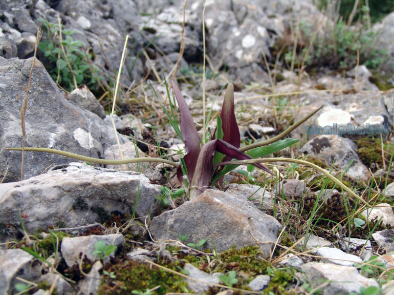 Biarum tenuifolium (Schott), PARNITHA-1