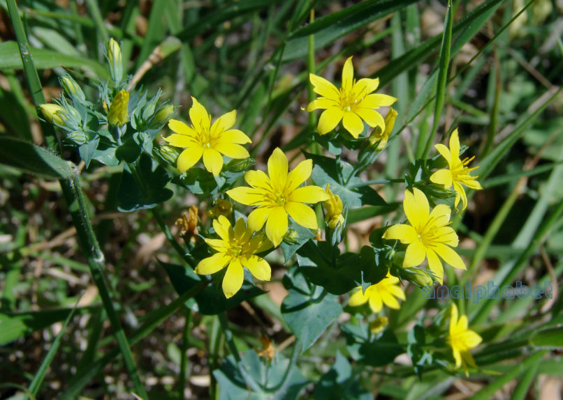 Blackstonia perfoliata (L.), PARNITHA-1