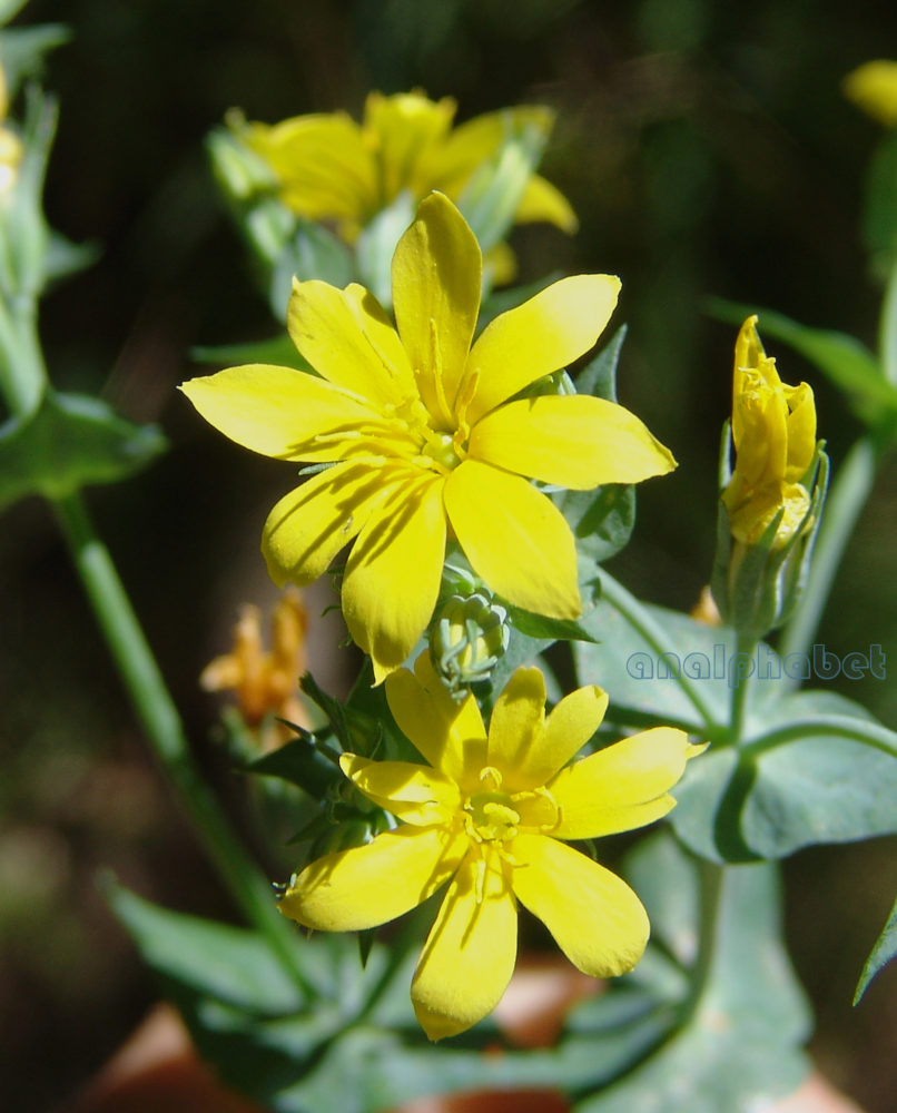 Blackstonia perfoliata (L.), PARNITHA-2