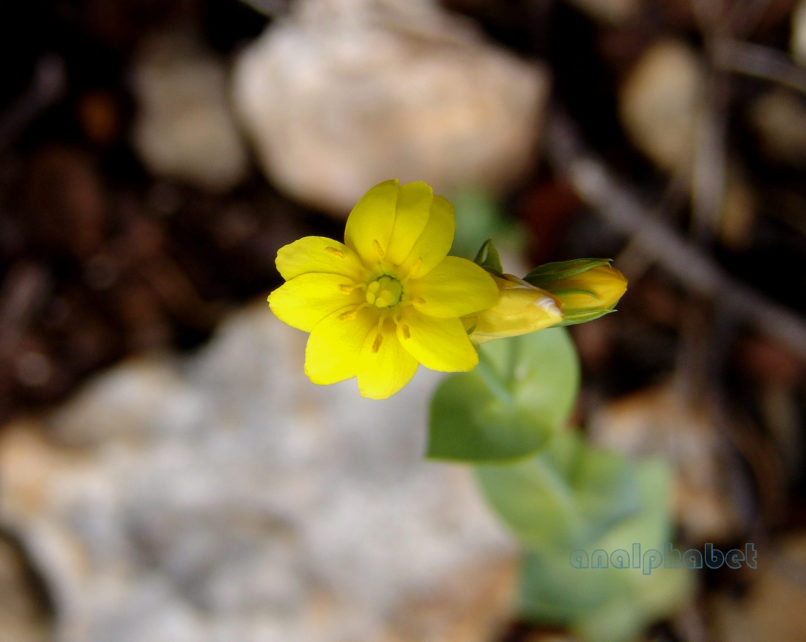 Blackstonia perfoliata (L.), ZAKYNTHOS-1