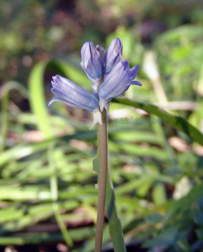 Bellevalia hyacinthoides (Bertol.), ZAKYNTHOS-1