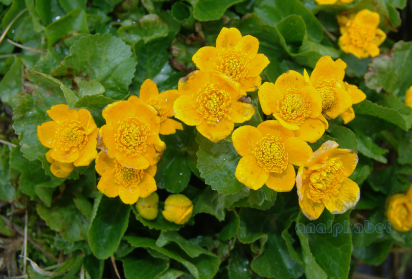 Caltha palustris (L.), OITI-1