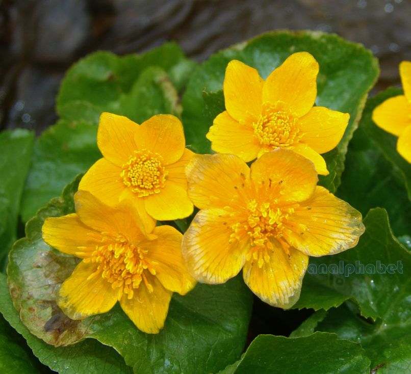 Caltha palustris (L.), OITI-2