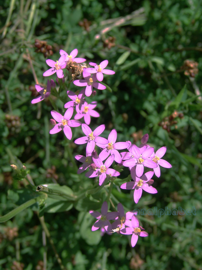 Centaurium erythraea (Rafn.), ERYMANTHOS-1